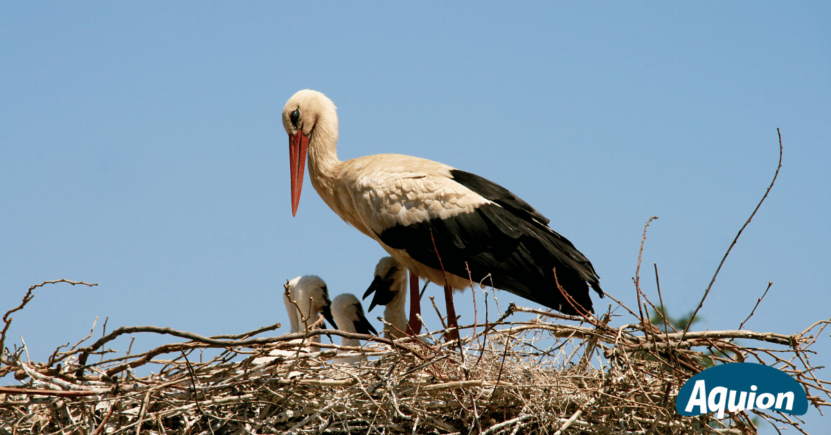 Ein Stroch im Nest hütet seine drei Strochenkinder