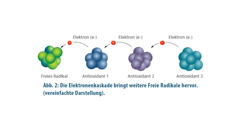 Vier Moleküle, die hintereinander stehen. Unter den Molekülen steht einmal Freies Radikal und unter den anderen Antioxidant